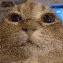 wuh