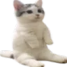 Cat_Sit