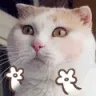 Seebsqueeze