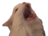 Screm Discord emoji