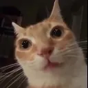 cat_stare