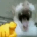Kitty_Laugh