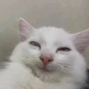 4cat_smile Discord emoji