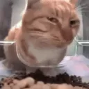 cat_sideeye