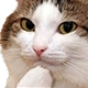 catthink Discord emoji