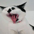AAAA