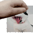 pet