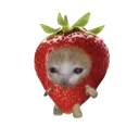 strawbcat