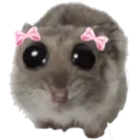 hamcute