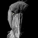 Shoebill