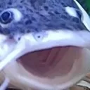 froggers froggers
