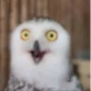 shock