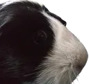 PiggieStare
