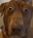dogzoink