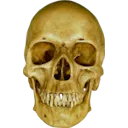 skull