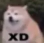 xdd