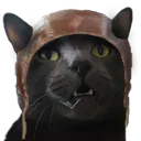 stunnedcat stunnedcat