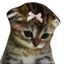 sadIMJUSTACAT