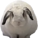 bnuuy_real3