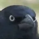 crow_of_judgement