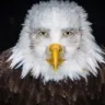 AMERICA AMERICA