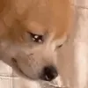 rizz_doggo rizz_doggo