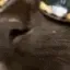 catSunny