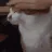 PatPat