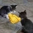 kittyagreement