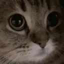 011_meow 011_meow