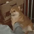dog_spank