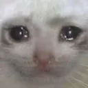Sad_Cat
