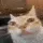 catErm