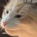 hyperpankchomp hyperpankchomp