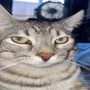ong