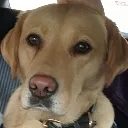 dumbDog