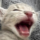 kotik_krichit Discord Emoji - {рп}~ДуРкА~{рп}