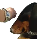 flex flex