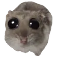 ratsCute ratsCute