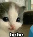 hehe_cat hehe_cat
