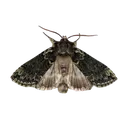 download__2_removebgpreview