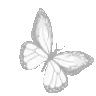 3_butterfly