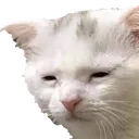 Funny Cat1 Discord Emoji