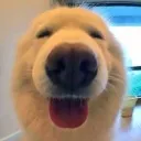 hap