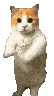 CatgiDance2