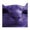 kvellc_cat