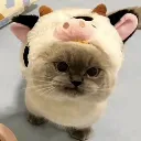cuteandmad