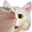 catjam Discord Emoji