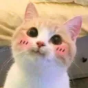 cutecat