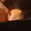 ciderstare